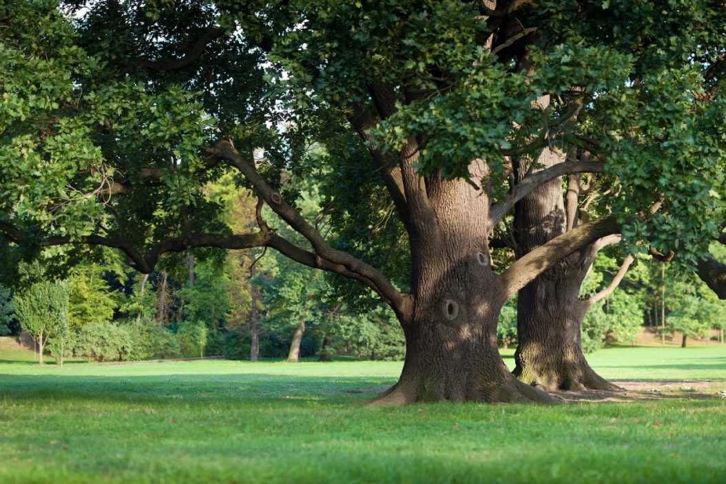 A large tree in the middle of a field.